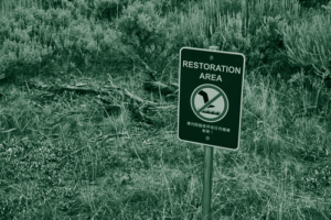 Thumbnail for Initiative to eliminate invasive tree species left in limbo as a nonprofit loses already-awarded federal grants